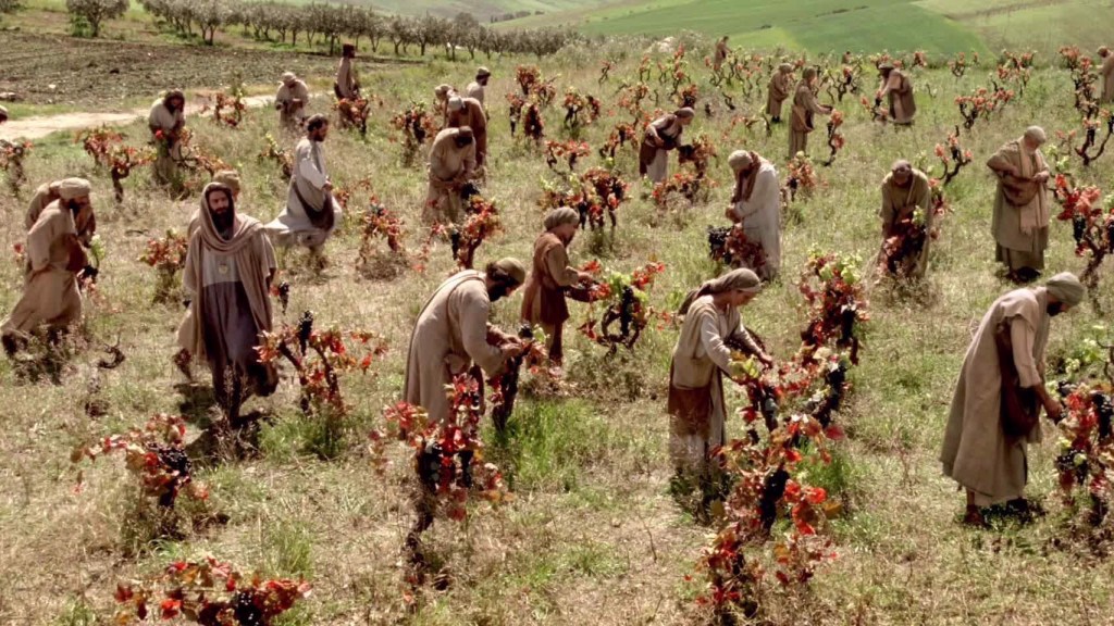 «Venid a mi viña…»